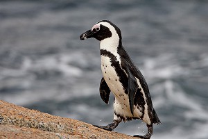 Пингвин сбежал от потопа в Азербайджан Пингвин сбежал от потопа в Азербайджан