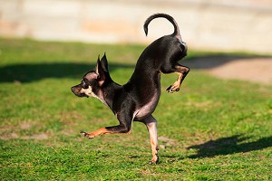 Собака побила рекорд по бегу на двух лапах Собака побила рекорд по бегу на двух лапах