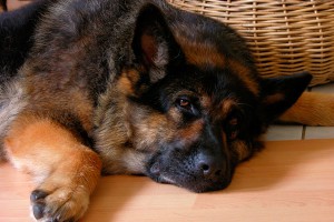 Пенсионерка покусала молодую овчарку Пенсионерка покусала молодую овчарку