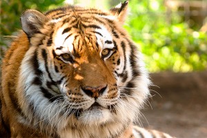 Возле Тбилиси спецназ охотится на тигра Возле Тбилиси спецназ охотится на тигра