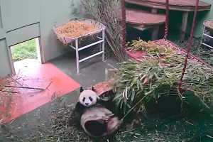 Упавшая с кровати панда покорила Сеть Упавшая с кровати панда покорила Сеть