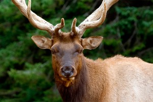 Лось свалился на крышу Audi и убил водителя Лось свалился на крышу Audi и убил водителя