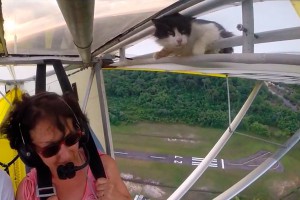 Найдено лучшее видео с летающим котом Найдено лучшее видео с летающим котом