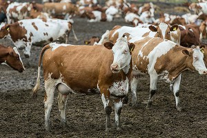 В Перми арестовали стадо коров В Перми арестовали стадо коров