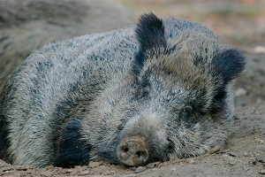 Беременную кабаниху Машку спасли от заражения Беременную кабаниху Машку спасли от заражения