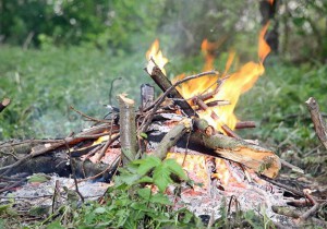 Более 30 тысяч рублей заплатили брянцы за разжигание костров в лесу