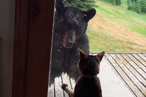На Аляске кошка до упаду напугала медведя На Аляске кошка до упаду напугала медведя