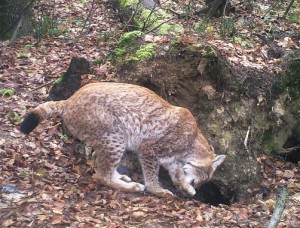Рысь в летнем мехе попала в брянские фотоловушки