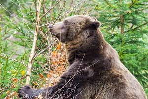 Медведь напал на супругов в парке Медведь напал на супругов в парке