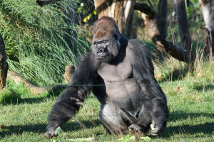 Самец гориллы влюбил в себя японок Самец гориллы влюбил в себя японок