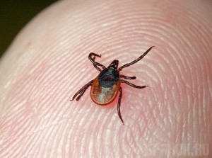 Почти 550 брянцев пожаловались на укусы клещей