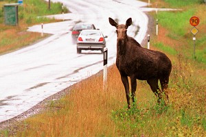 Лось убил женщину и ранил ребенка Лось убил женщину и ранил ребенка
