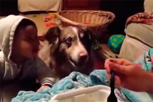 Говорящий пес покорил интернет Говорящий пес покорил интернет