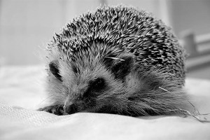 Эстонские военные скорбят об умершем еже Эстонские военные скорбят об умершем еже