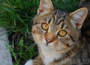 Житель Брянска убил кошку на глазах подростка