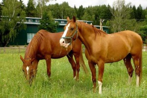 Мужчина украл двух лошадей, чтобы погасить карточный долг