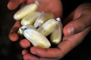 В Афганистане пойман генерал с 20 кг героина В Афганистане пойман генерал с 20 кг героина