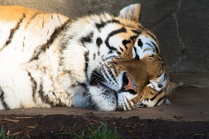 В Тбилиси обнаружен погибший тигр В Тбилиси обнаружен погибший тигр