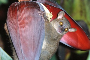 Назван обладатель самых крупных яичек Назван обладатель самых крупных яичек