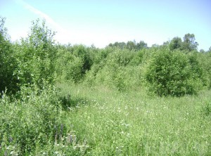 В Брянской области не обрабатывается почти миллион гектаров земель