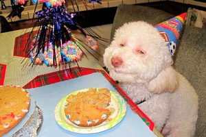 В КНДР обличили США с помощью собаки В КНДР обличили США с помощью собаки