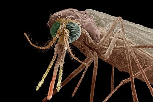 Назван главный убийца человека Назван главный убийца человека