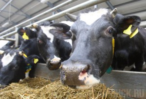 На ферму в Новозыбковском районе нагрянула проверка