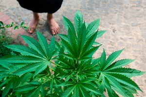 Марихуану избавят от наркотических свойств Марихуану избавят от наркотических свойств