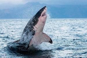 Акулы оказались любителями дэт-метала Акулы оказались любителями дэт-метала