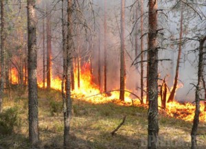 В Брянской области зафиксировано 82 лесных пожара