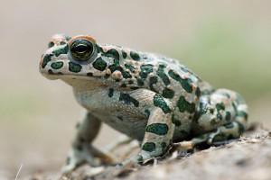 Мир встал на защиту лягушек Мир встал на защиту лягушек