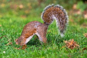 Пьяная белка устроила дебош в баре Пьяная белка устроила дебош в баре