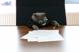 Кот стал менеджером интернет-магазина Кот стал менеджером интернет-магазина