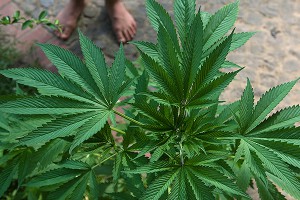 Диллера посадили из-за селфи с коноплей Диллера посадили из-за селфи с коноплей