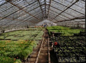Поляки хотят строить в Брянской области тепличный комбинат