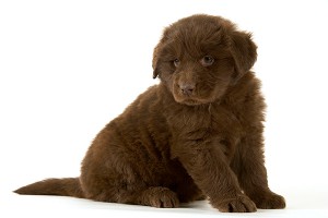 Путин подарил школьнице из Киргизии щенка Путин подарил школьнице из Киргизии щенка