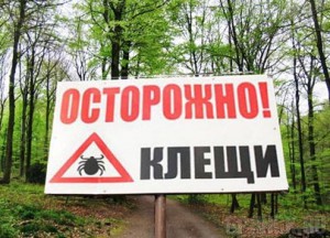 Пять брянцев подцепили клещевой боррелиоз