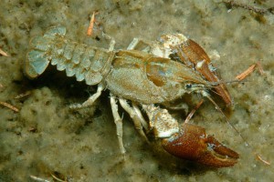 В Москве-реке завелись раки В Москве-реке завелись раки