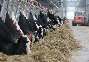 В Жирятинском районе построена молочная ферма