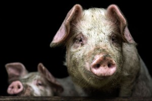 Свинина обрушила китайский рынок акций Свинина обрушила китайский рынок акций