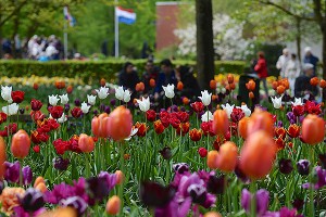 Россия просит запретить голландские цветы Россия просит запретить голландские цветы