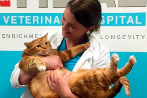 Кот Тощий похудел на 10 килограммов Кот Тощий похудел на 10 килограммов