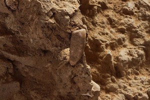 Подросток нашел самый древний зуб человека Подросток нашел самый древний зуб человека