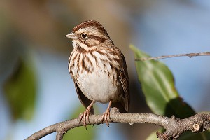 Почему городские птицы так агрессивны Почему городские птицы так агрессивны