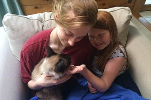 Кот-беглец 19 месяцев жил на Гавайях Кот-беглец 19 месяцев жил на Гавайях