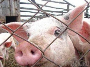 Вирус АЧС обнаружен в Стародубском районе