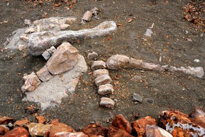 Китайцам запретили дарить динозавров Китайцам запретили дарить динозавров