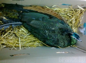 Павлин-нелегал вернулся на Украину