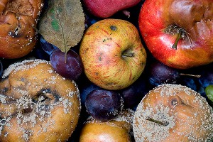 Почему нельзя есть санкционные продукты Почему нельзя есть санкционные продукты