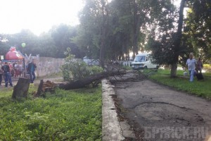 В Брянске дерево упало на детскую коляску Фото: vk.com
